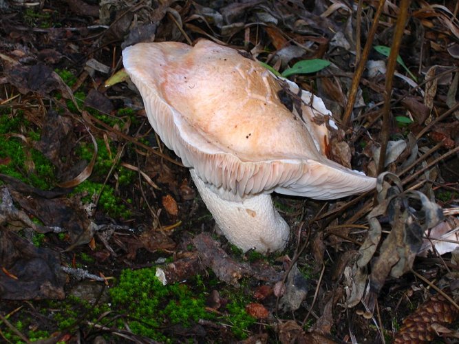 The pink mushrooms were prettiest.